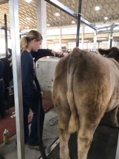Cattle hair